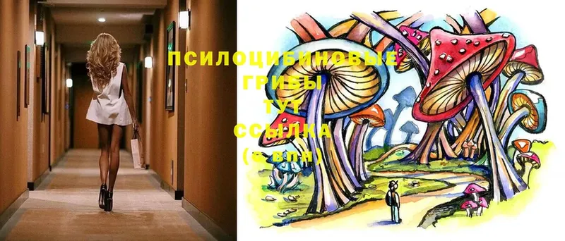 Псилоцибиновые грибы MAGIC MUSHROOMS  как найти   Поронайск 